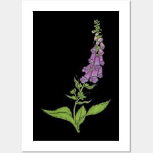 Foxglove Posters and Art